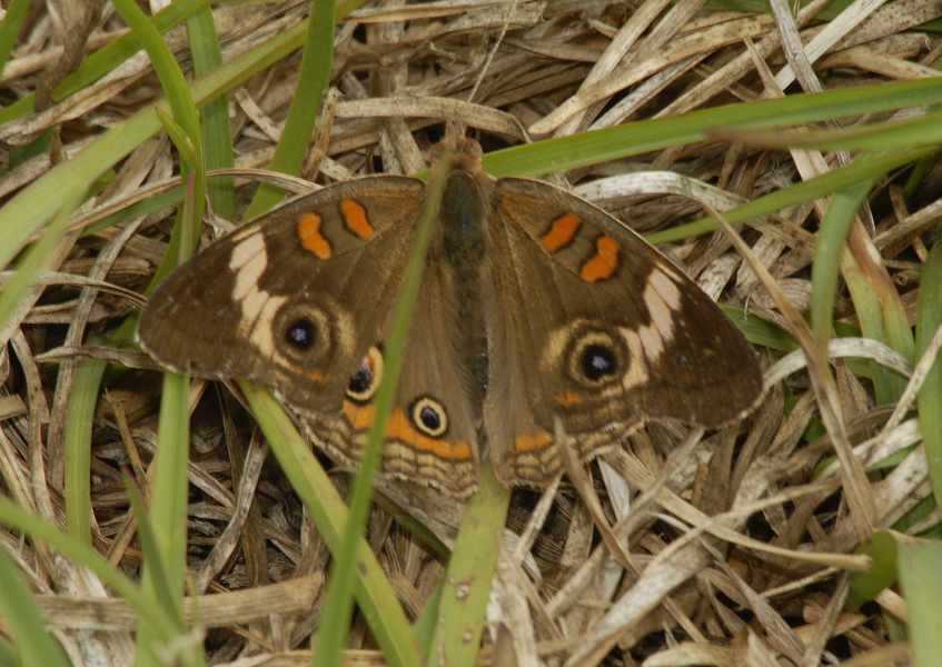 Junonia_coenia0017