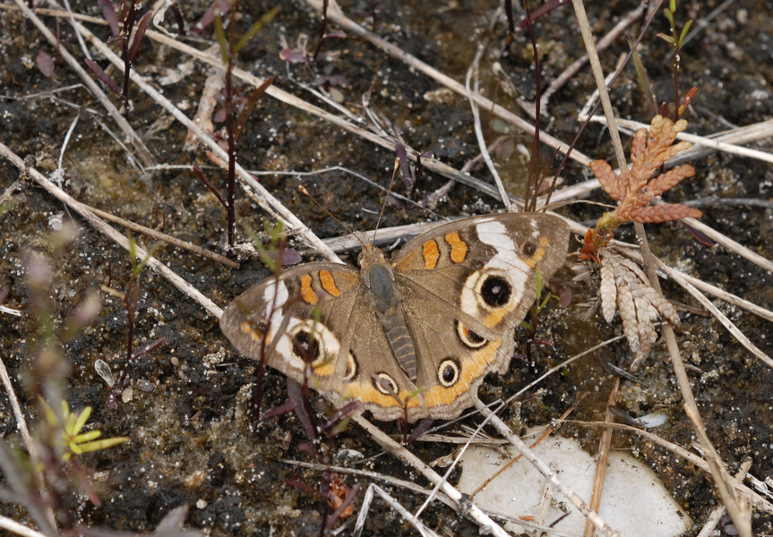 Junonia_coenia4743