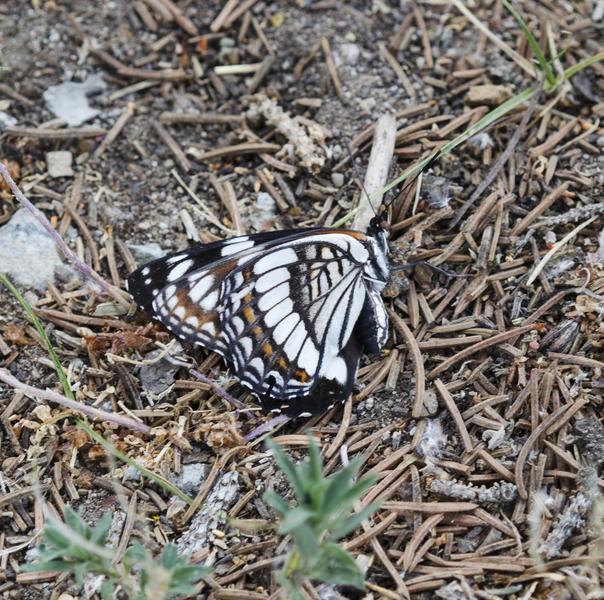 Limenitis2951