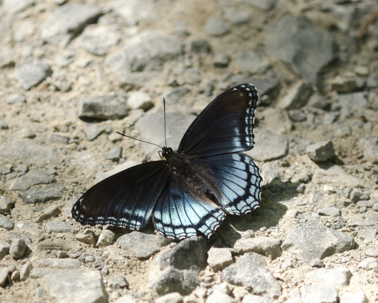 Limenitis3654