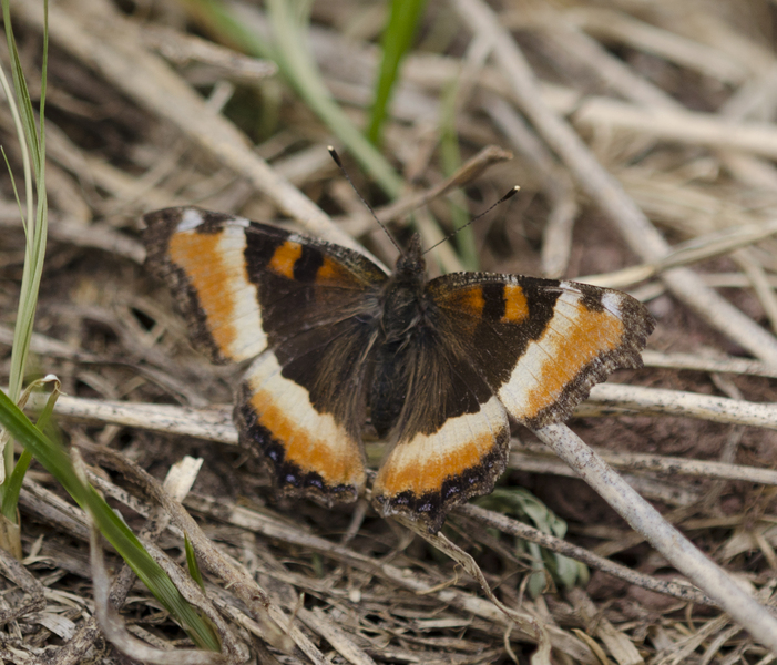 Nymphalis2893