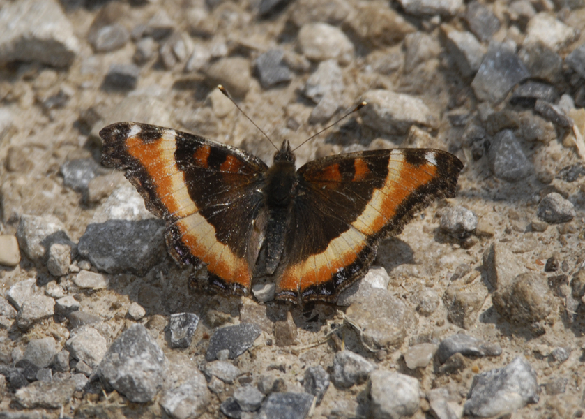 Nymphalis_milberti0005