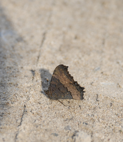 Nymphalis_milberti1051