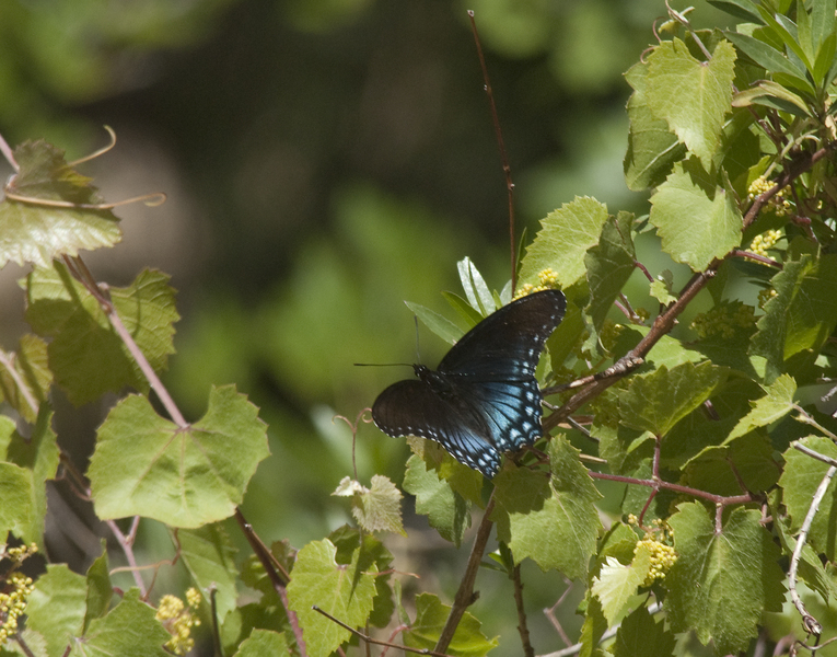 butterfly0691