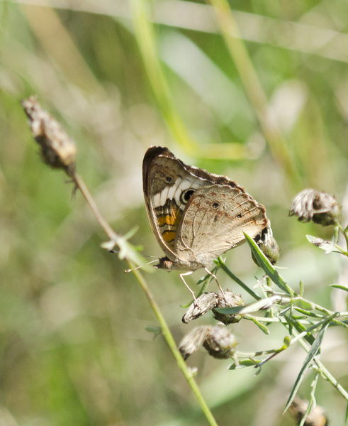 junonia4229