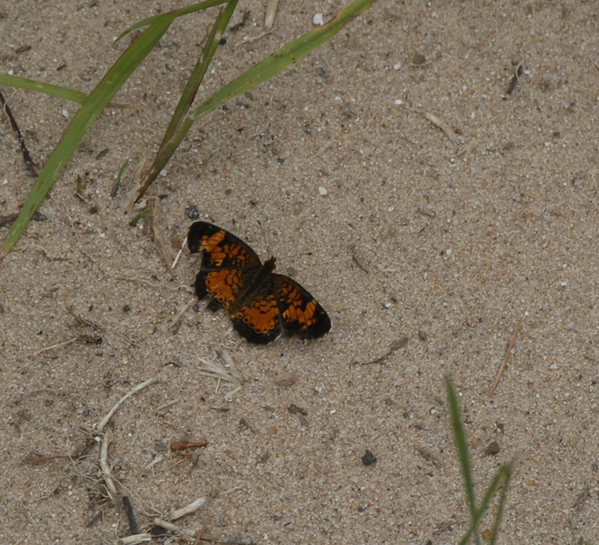 Phyciodes0118