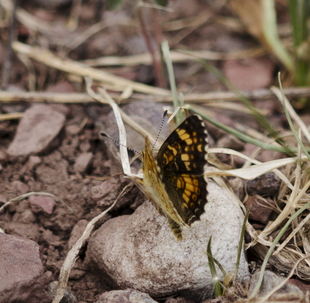 Phyciodes2894