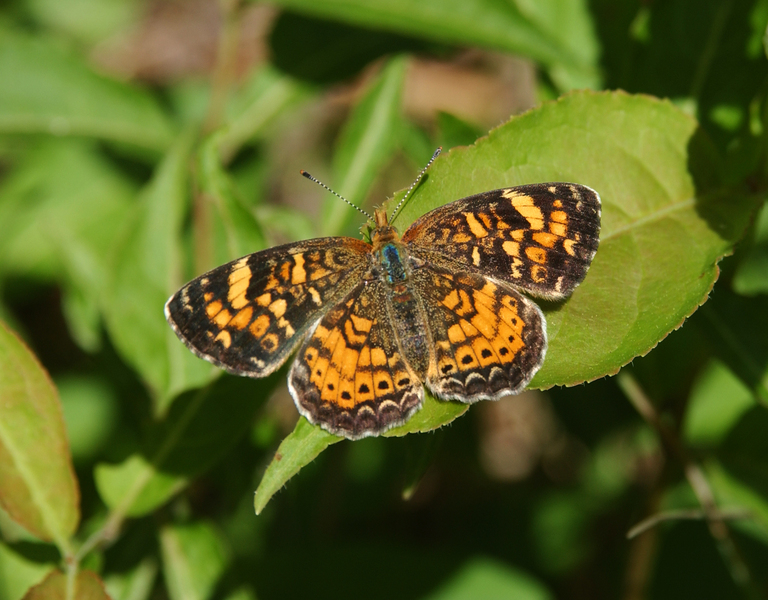 Phyciodes_batesii5193