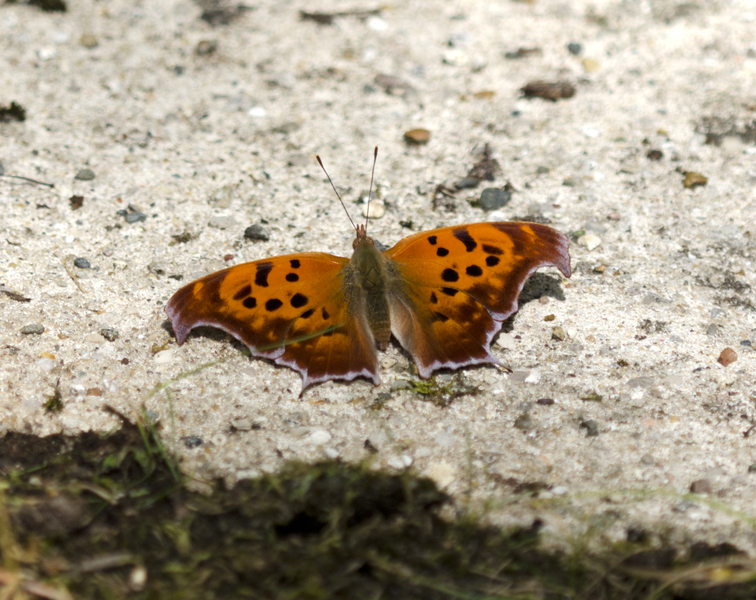 Polygonia4122