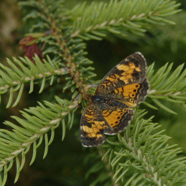 male_Phyciodes_cocyta0053