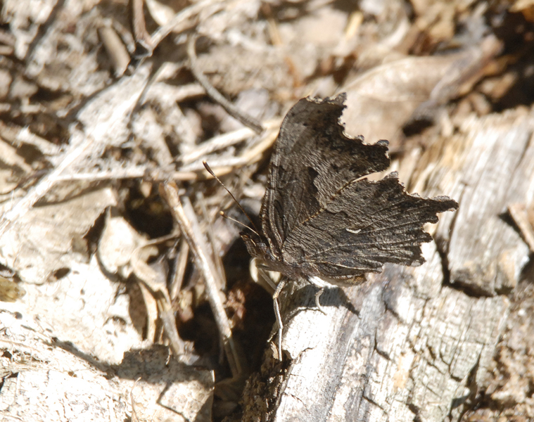 polygonia_progne0049