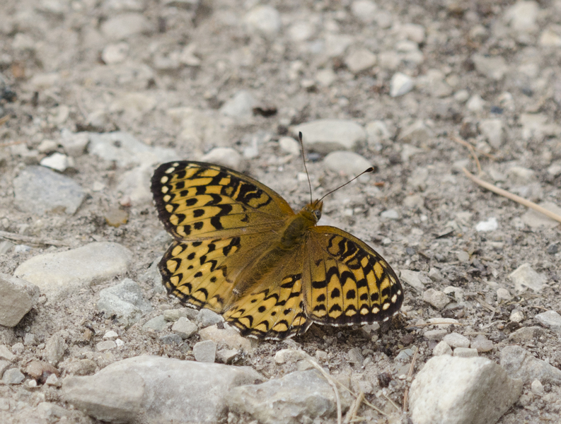 Speyeria3714