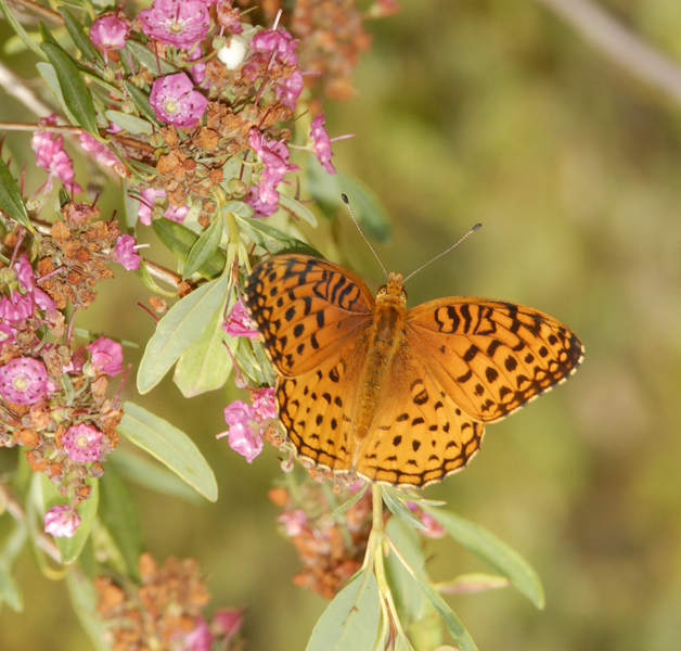 Speyeria_aphrodite0004