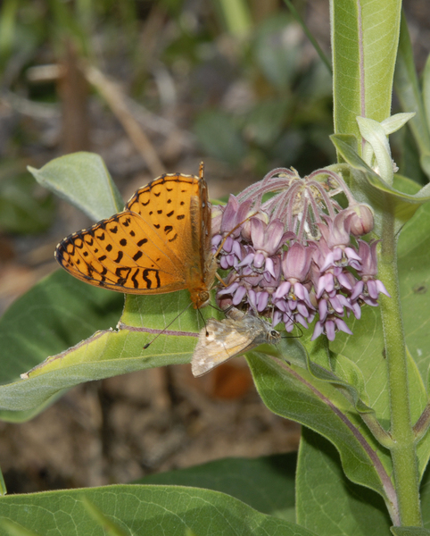 Speyeria_aphrodite0029