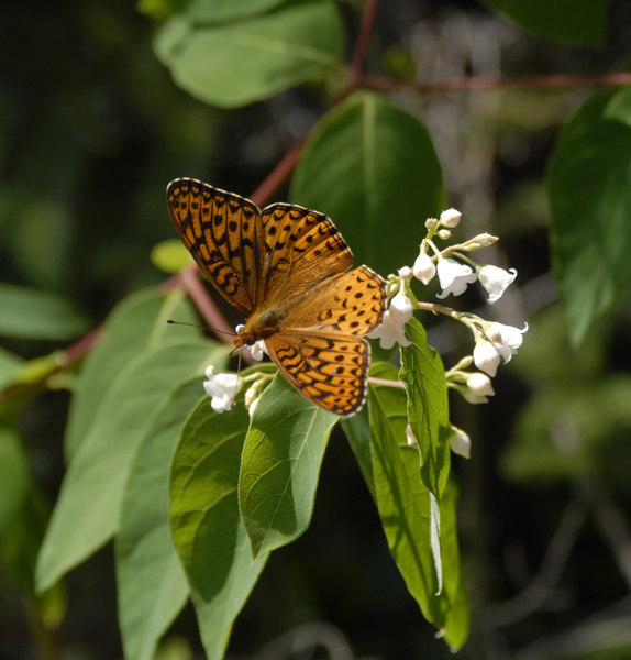 Speyeria_atlantis0023