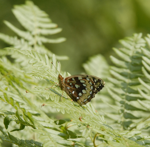 Speyeria_cybele0005