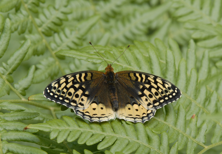 Speyeria_cybele0010