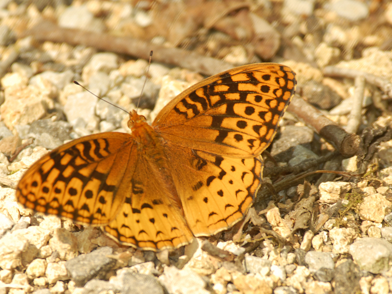 Speyeria_cybele0078