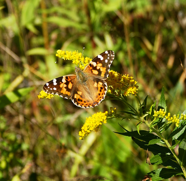 Vanessa_cardui6173