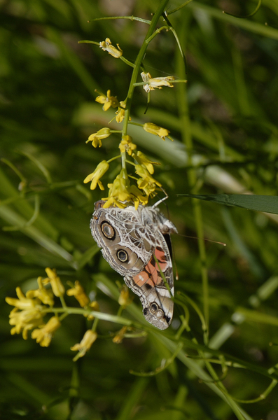 Vanessa_virginiensis0059