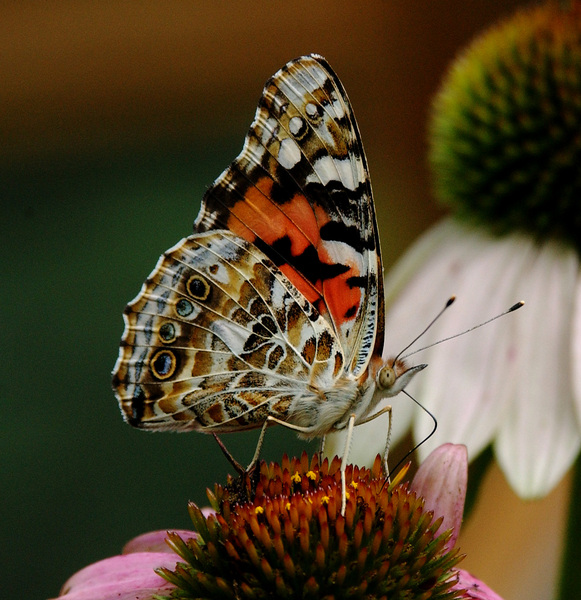 butterfly