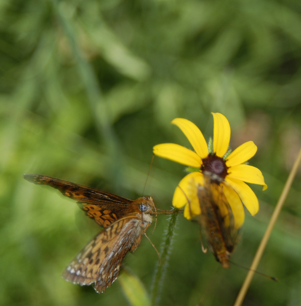 fritillary_fight0008