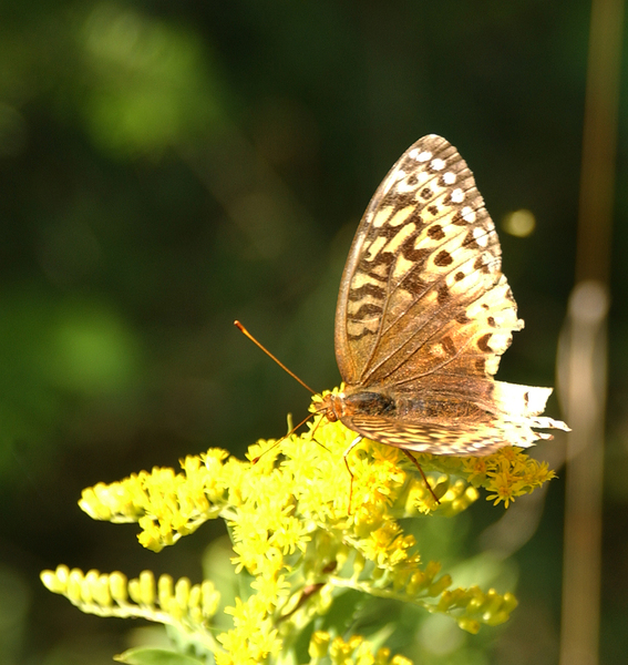 speyeria_cybele6029