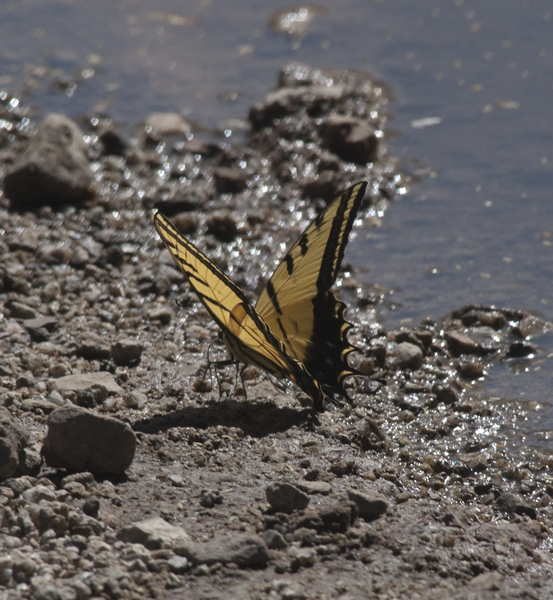 papilio0659