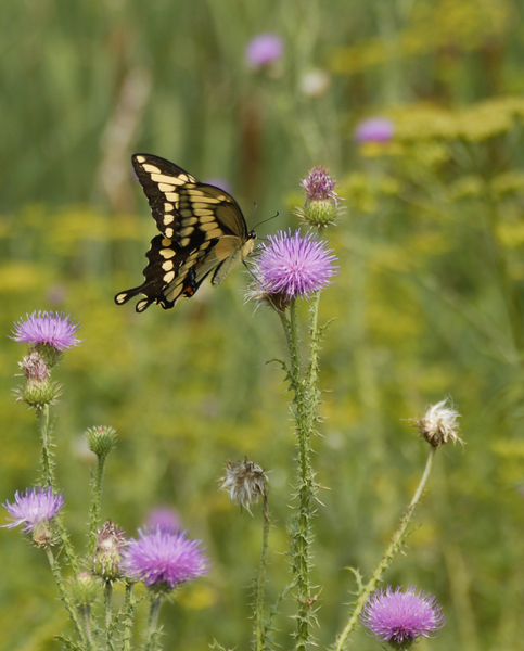 papilio_cresphontes0579