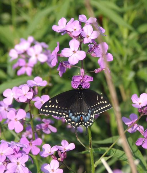 papilio_polyxenes4531