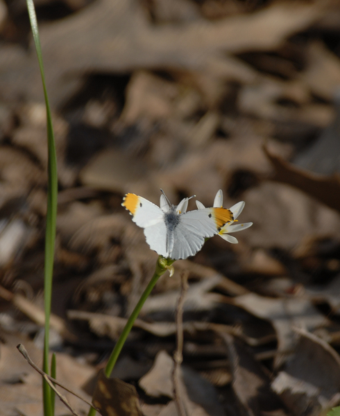 Anthocharis_midea0067
