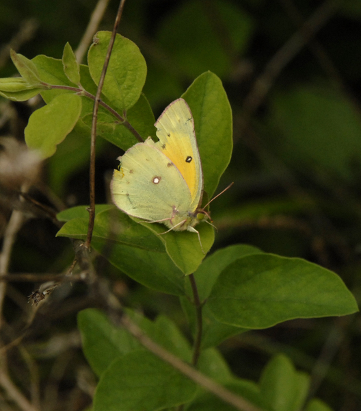 Colias0025