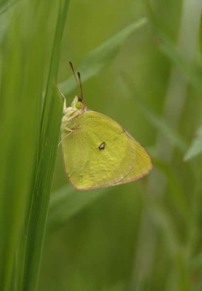 Colias_interior0108