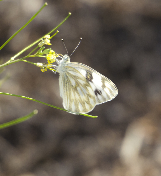 Pontia7842