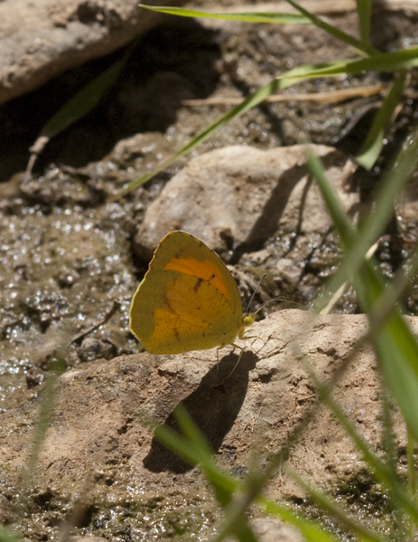 butterfly0935