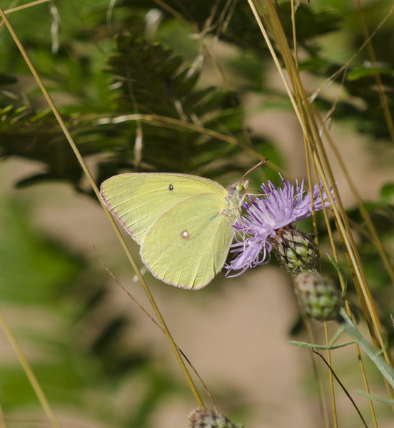 colias3660