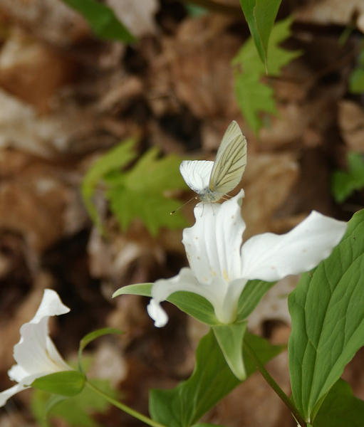pieris_napi4225