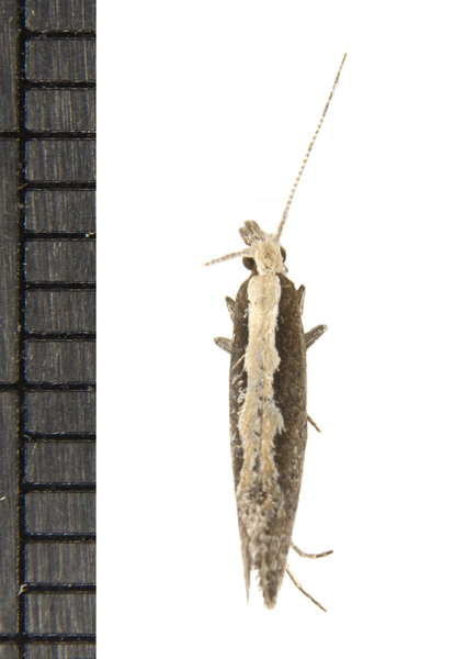 Plutella6643