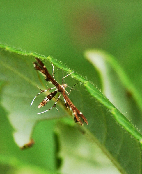Pterophoridae5673
