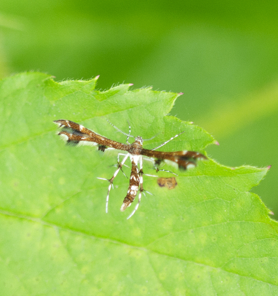 Pterophoridae9010
