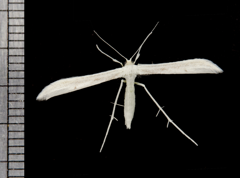 pterophorid5871