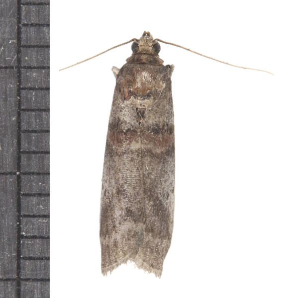 Acrobasis5724