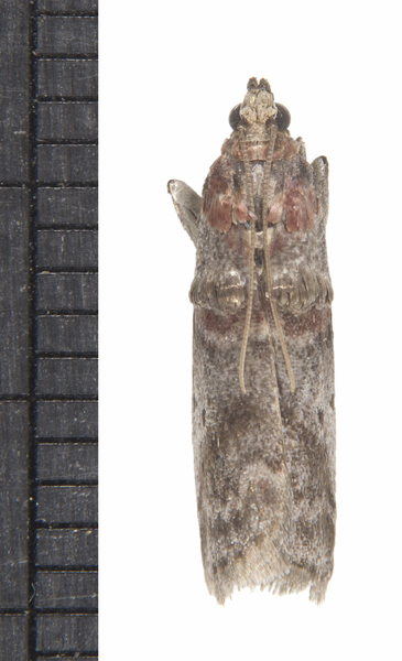 Acrobasis6466