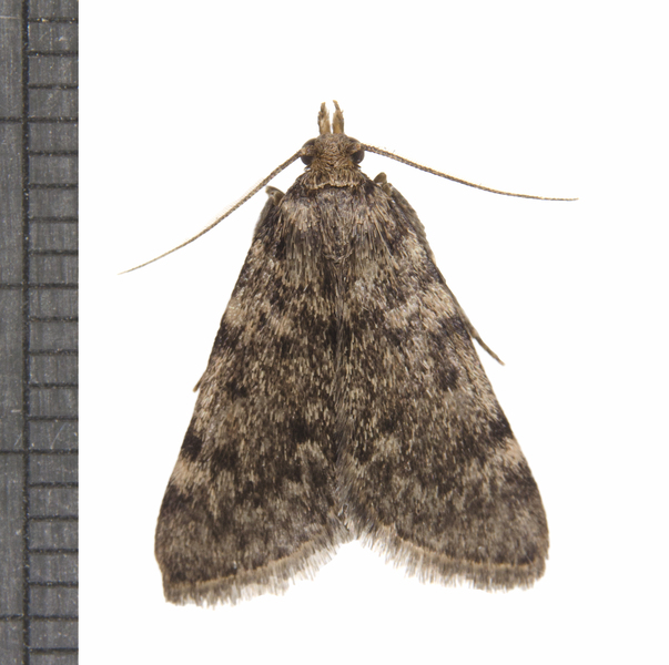 Aglossa1306