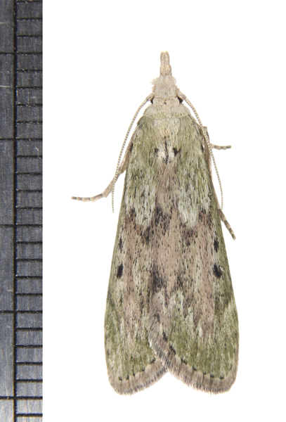 Aphomia3390