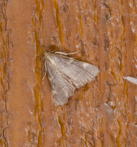 Dolichomia3544