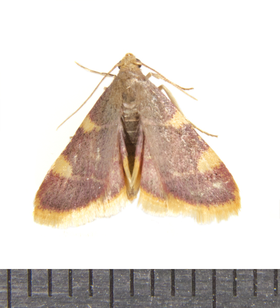 Hypsopygia1052