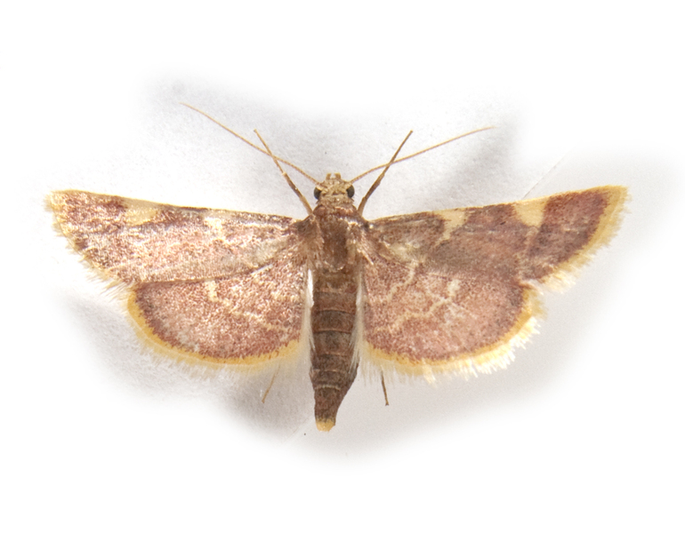 Hypsopygia2529