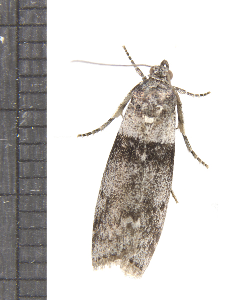 Meroptera4497