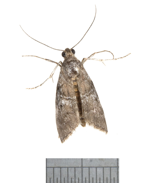 Pococera2499